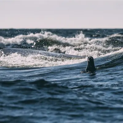 Saltstank Upplevelser i Skärgråden